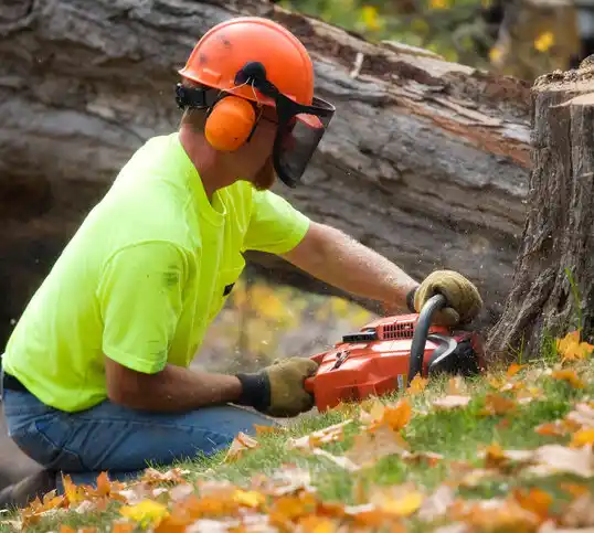 tree services Orchard Grass Hills